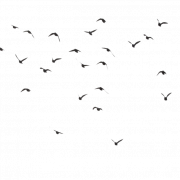 Large Flock Of Birds PNG File