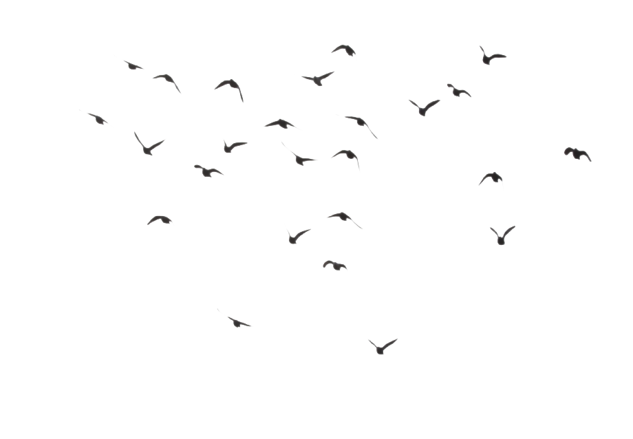 Large Flock Of Birds PNG File