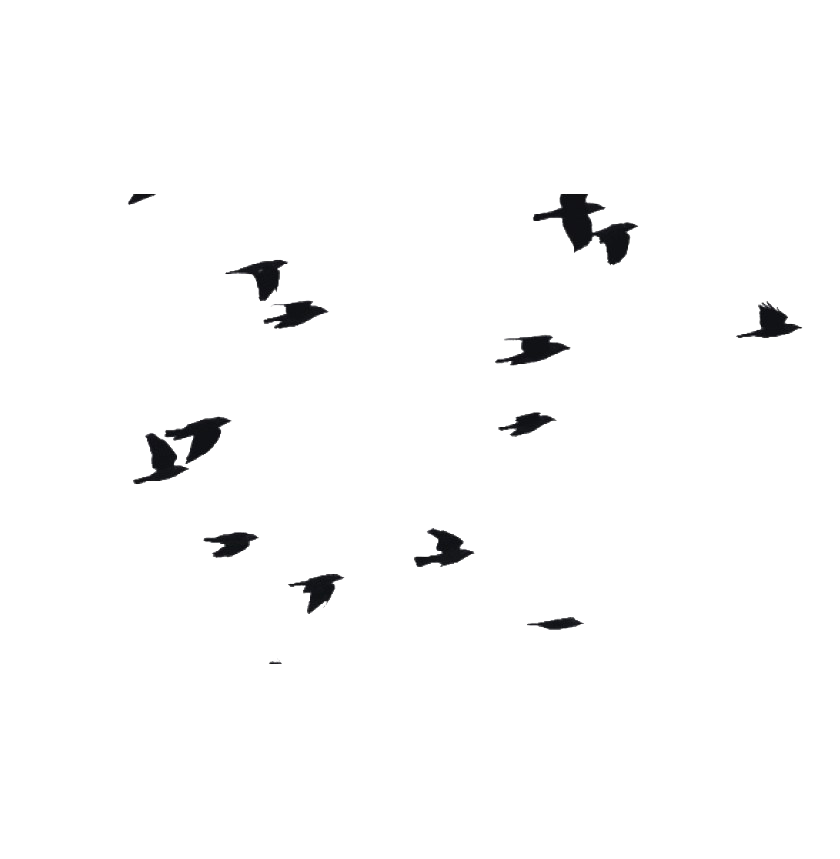 Large Flock Of Birds PNG HD Image