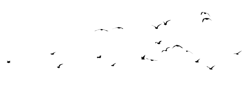 Large Flock Of Birds PNG Picture