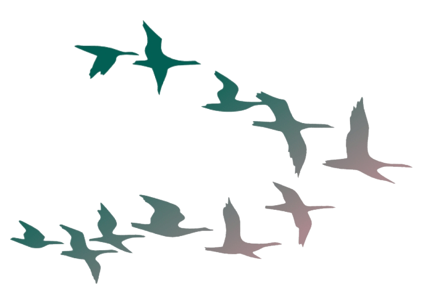Large Flock Of Birds Transparent