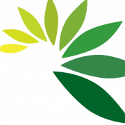 Leaf PNG File