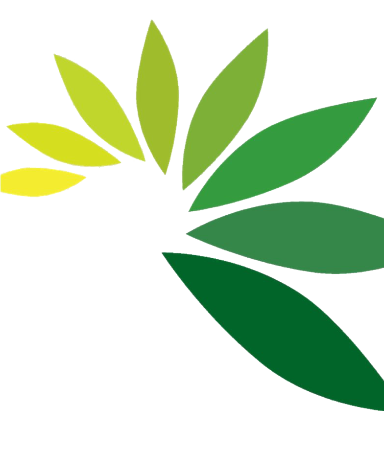 Leaf PNG File