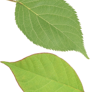 Leaf PNG Image File