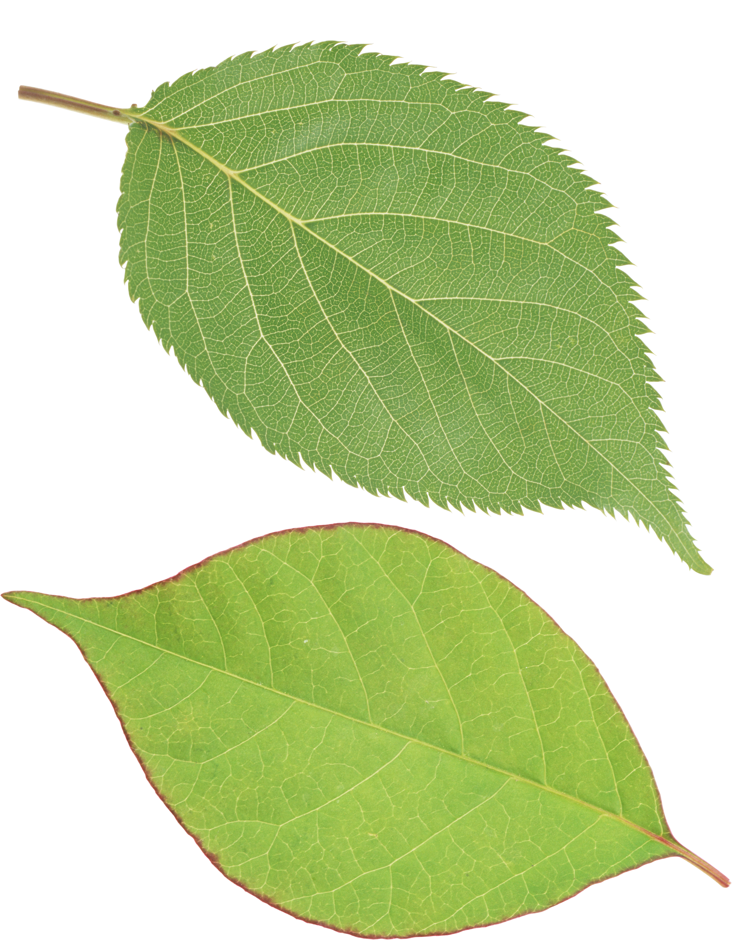 Leaf PNG Image File