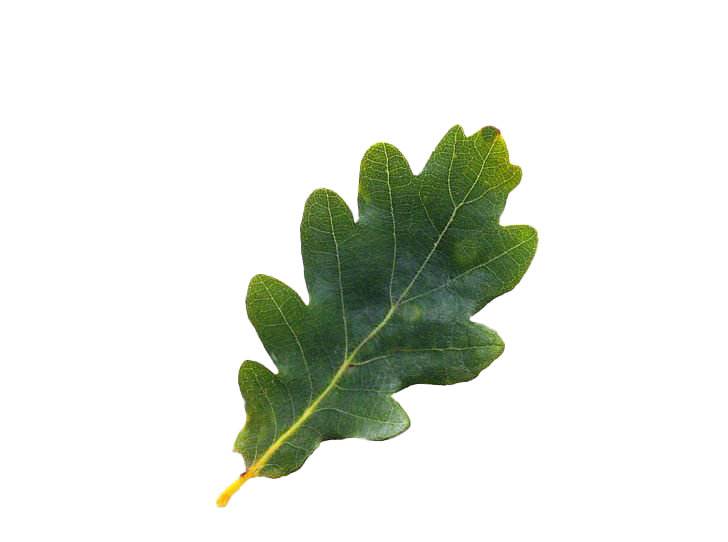 Leaf PNG Photo