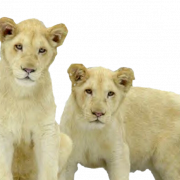 Lion Cub Png