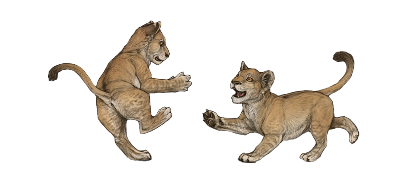 Lion Cub PNG Clipart