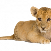 Lion Cub PNG -bestand