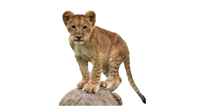 Lion Cub PNG Image File