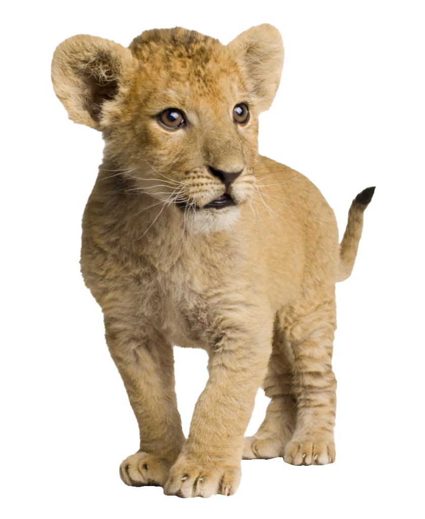 Lion Cub PNG Image