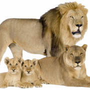 Lion Cub PNG Pic