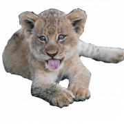 Lion Cub PNG Picture