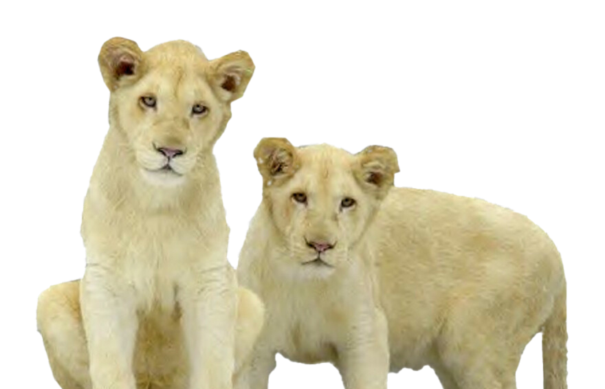 Lion Cub PNG