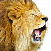 Roard de lion PNG