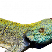 Lizard Png Immagine gratuita