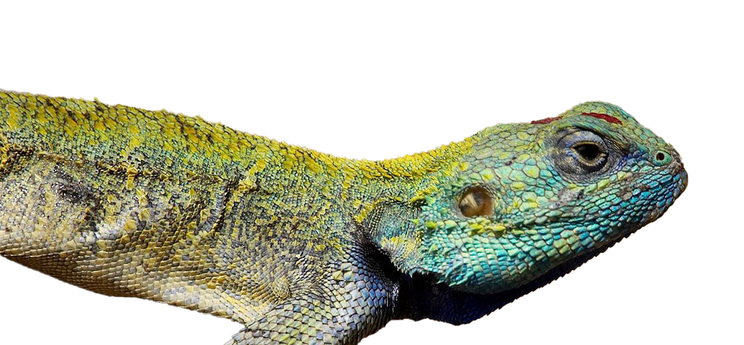 Lizard PNG Free Image