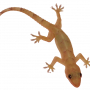 Lizard Png HD Immagine