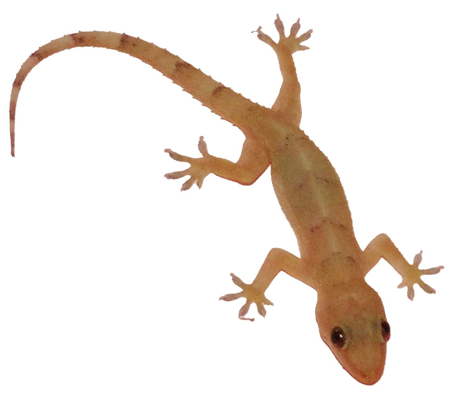 Lizard PNG HD Image