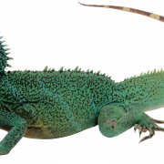 Lizard PNG High Quality Image