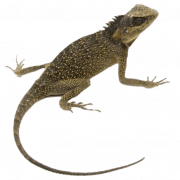Lizard PNG -afbeelding HD