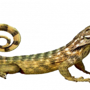 Lizard PNG Images