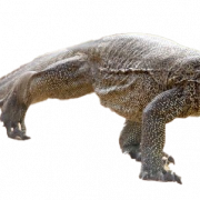Lizard PNG Pic