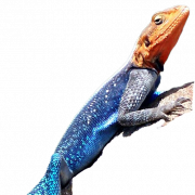 Lizard PNG Picture