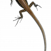 Foto HD transparente de lagarto PNG