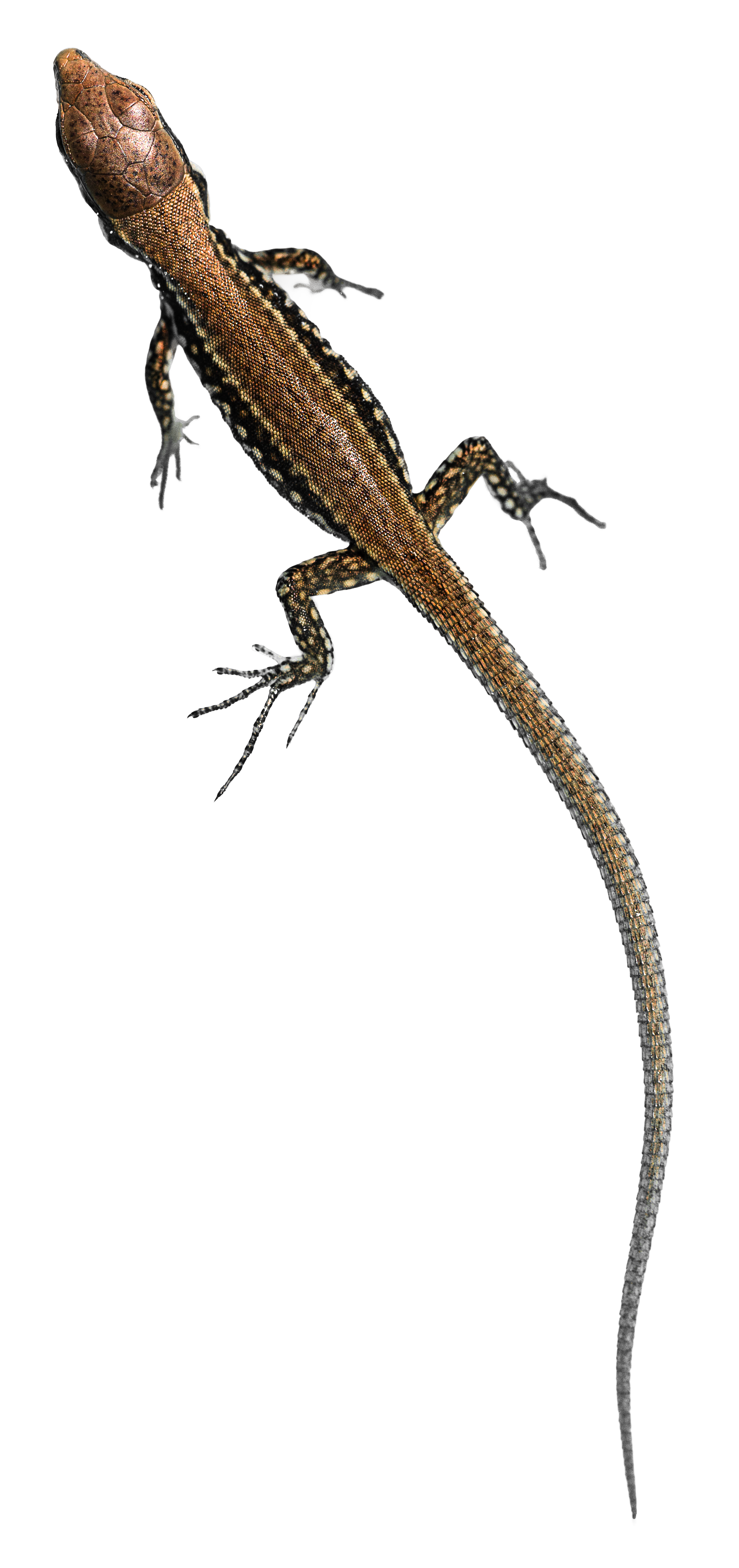 Lizard PNG Transparent HD Photo