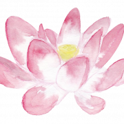 PNG de flor de loto