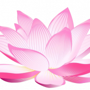 Lotus Flower PNG Clipart