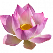 Lotus Flower PNG kostenloser Download