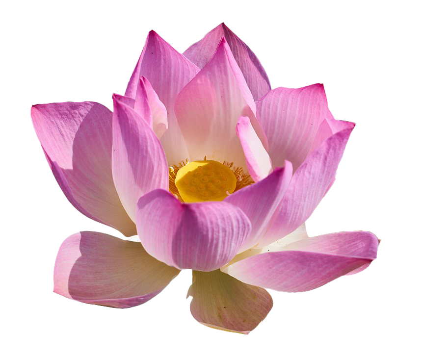 Lotus Flower PNG Free Download
