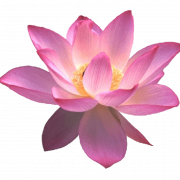 Lotus bloem png gratis afbeelding
