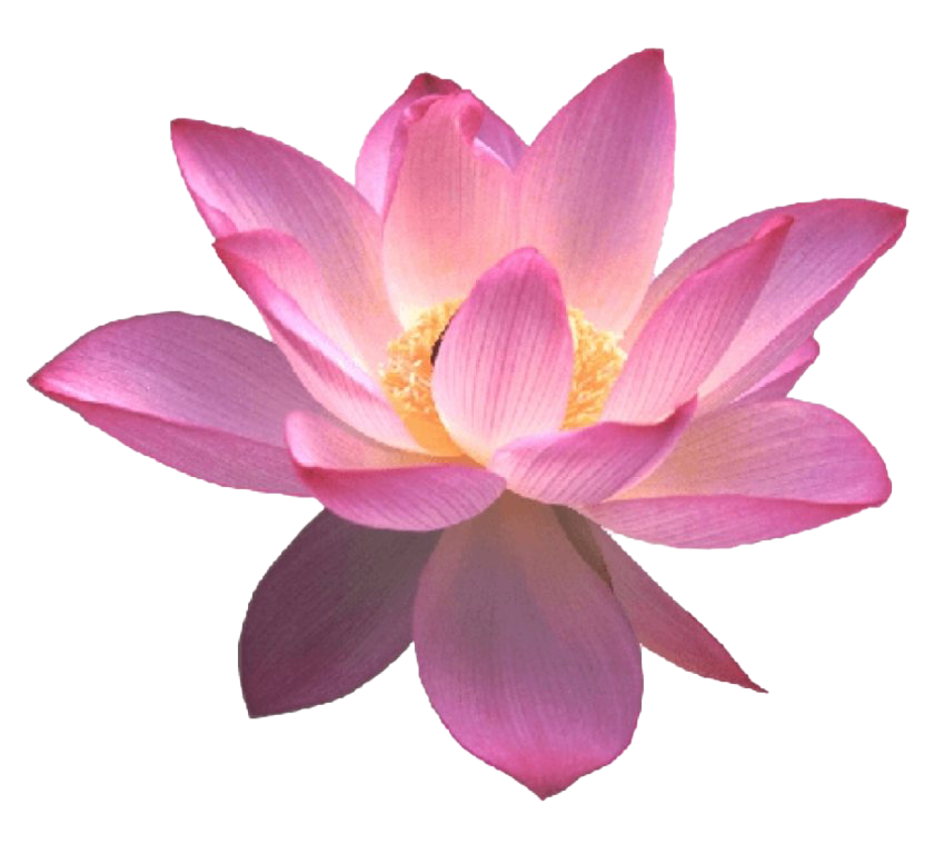 Lotus Flower PNG Free Image