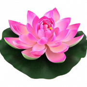 Lotus Flower PNG HD Image