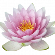 Lotus Flower PNG Image