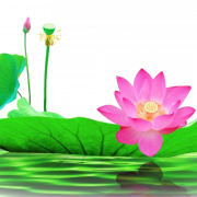 Lotus Blume PNG Bild