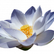 Lotus Flower PNG Larawan