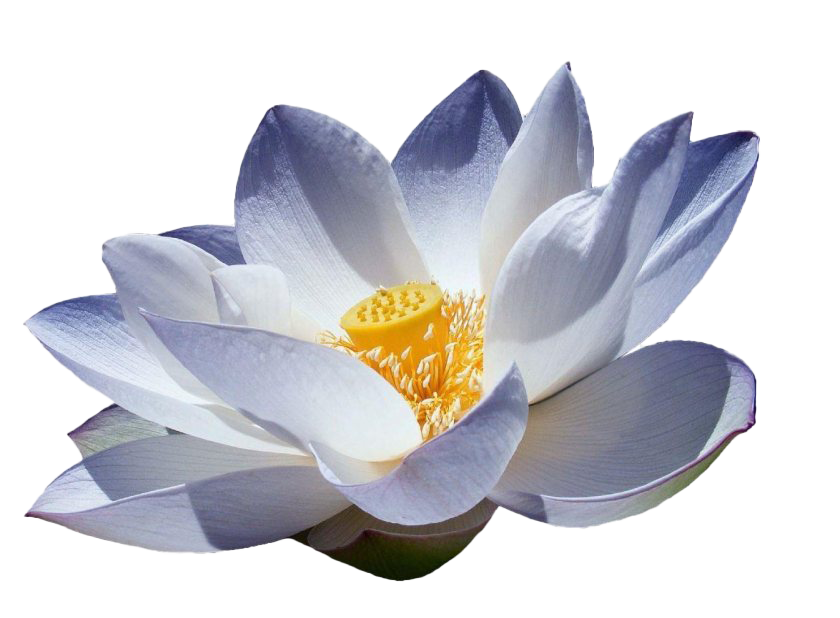 Lotus Flower PNG Picture