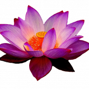 Lotusblume transparent