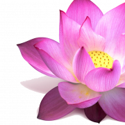 Lotus PNG -afbeelding