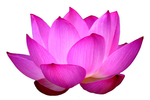 Lotus PNG Picture