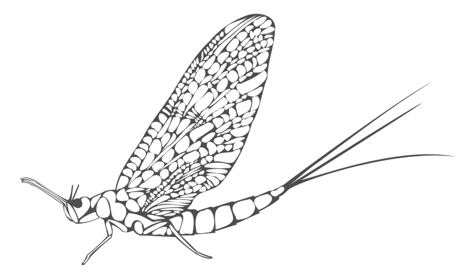 Mayfly PNG Clipart