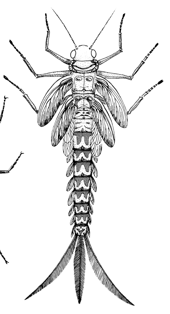 Mayfly PNG Download Image