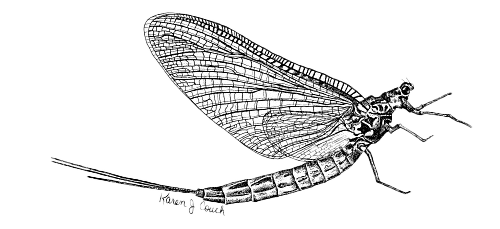 Mayfly PNG File