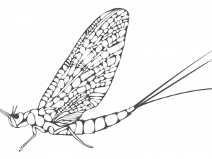 Mayfly PNG High Quality Image