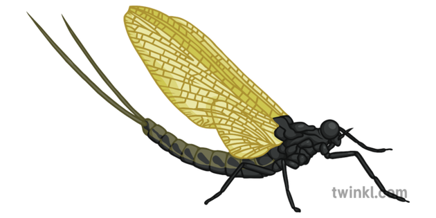 Mayfly png pic