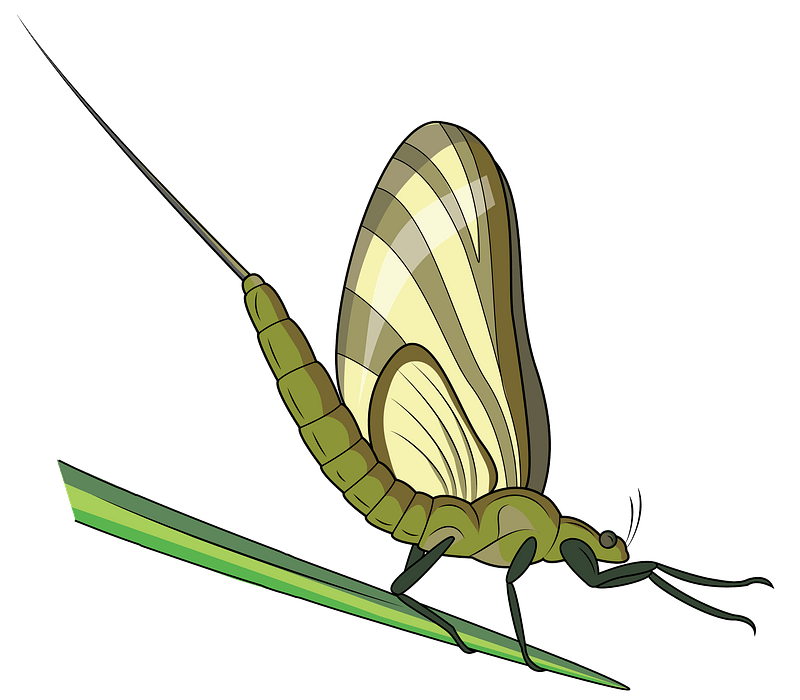Mayfly PNG Picture